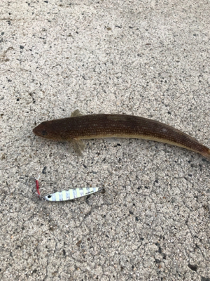 ロックフィッシュ狙い