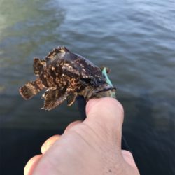 癒しのライトゲーム？