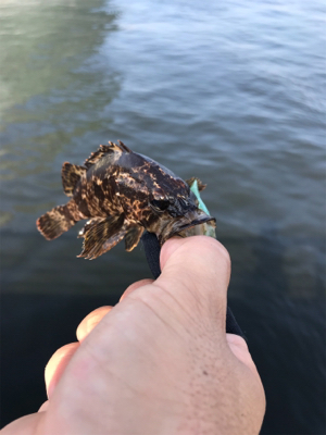 癒しのライトゲーム？