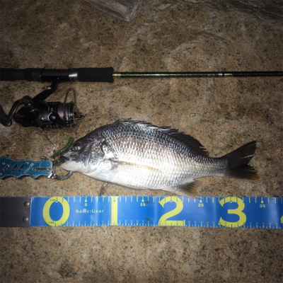 淀川ブリームゲーム ビフテキスタイル