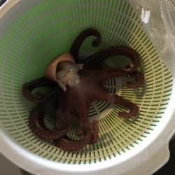 オクトパッシング