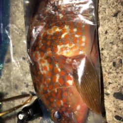 エギングからの根魚