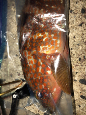 エギングからの根魚