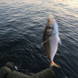 キャッチ&イート