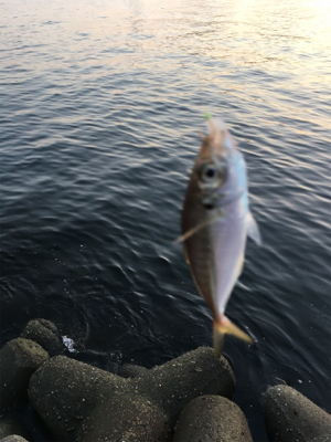 キャッチ&イート