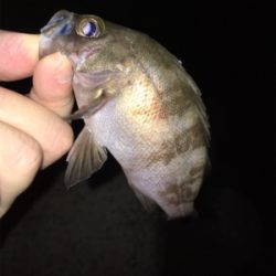 真夏のライトゲーム