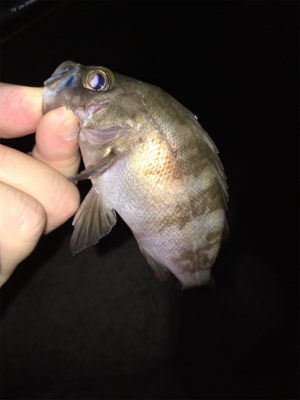 真夏のライトゲーム