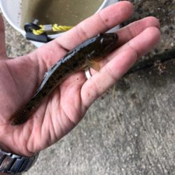 猛暑!ハゼ釣り!