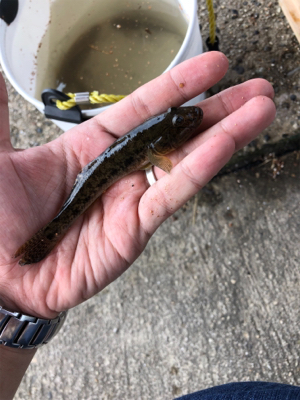 猛暑!ハゼ釣り!