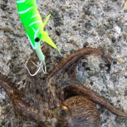 シェイクシェイクシェイク