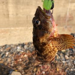 親父たちの釣行 第7弾