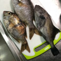 保田港から知り合いのボートで船釣り