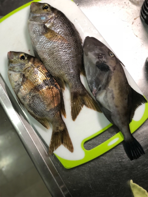 保田港から知り合いのボートで船釣り