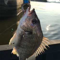 シーバス狙いのキビレ