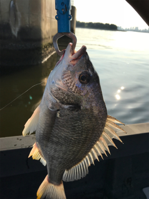 シーバス狙いのキビレ