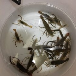 ヤマトテナガエビ釣り