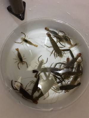 ヤマトテナガエビ釣り