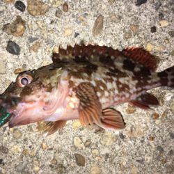 ボトムでガシラ