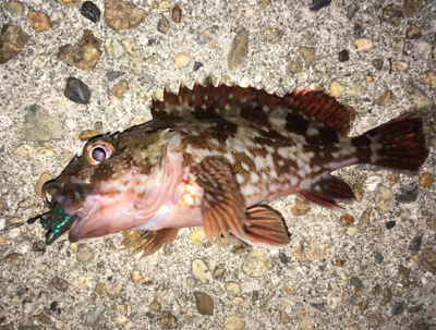 ボトムでガシラ