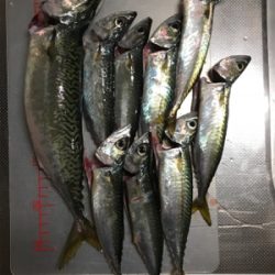 ワインドでサバ