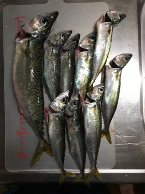 ワインドでサバ