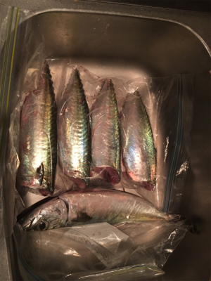 ようやくサバゲー成立