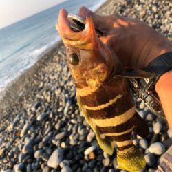 ライトショアジギング！