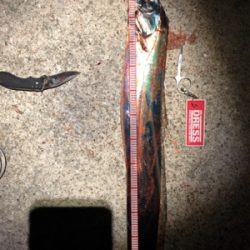 鯖からの太刀魚