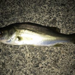 久しぶりのアジ