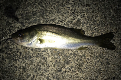 久しぶりのアジ