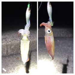 なんとかケンサキGET (^^;