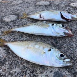 アジ、ダブルヒット！！