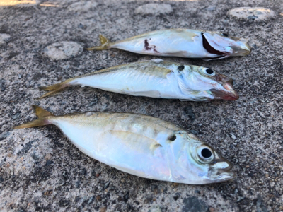 アジ、ダブルヒット！！