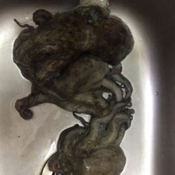 爆風でもタコ！