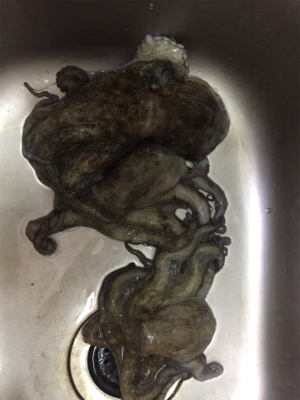 爆風でもタコ！