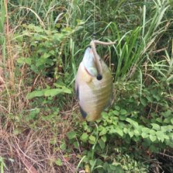 田井ノ瀬橋下で紀ノ川バス