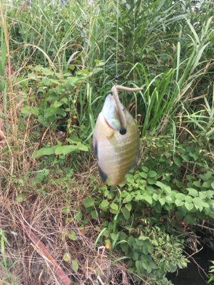 田井ノ瀬橋下で紀ノ川バス