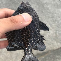 伊豆の探り釣り