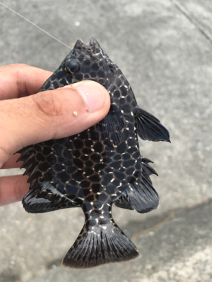 伊豆の探り釣り