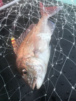 タチウオ狙いで出船