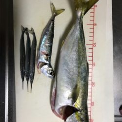 ジギングにてツバス