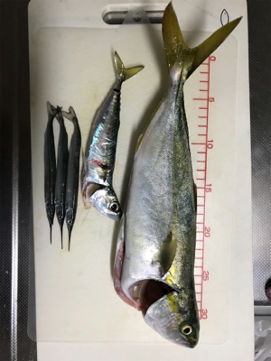 ジギングにてツバス