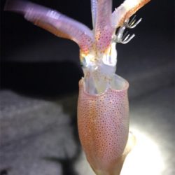 今日もケンサキイカ釣り(^^)