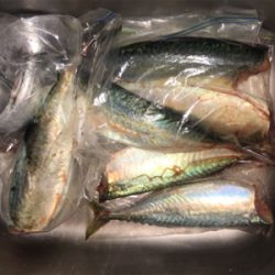 サバの時合いって…