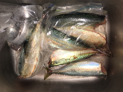 サバの時合いって…