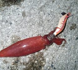 ケンサキエギング