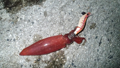 ケンサキエギング