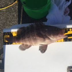 椿泊の港で適当に投げたら釣れました