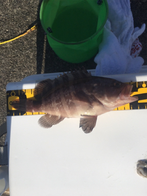 椿泊の港で適当に投げたら釣れました