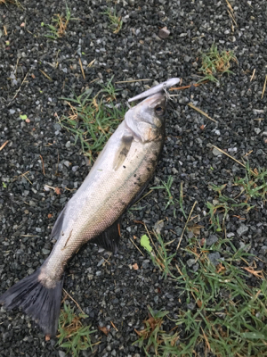 秘密の場所でゲット